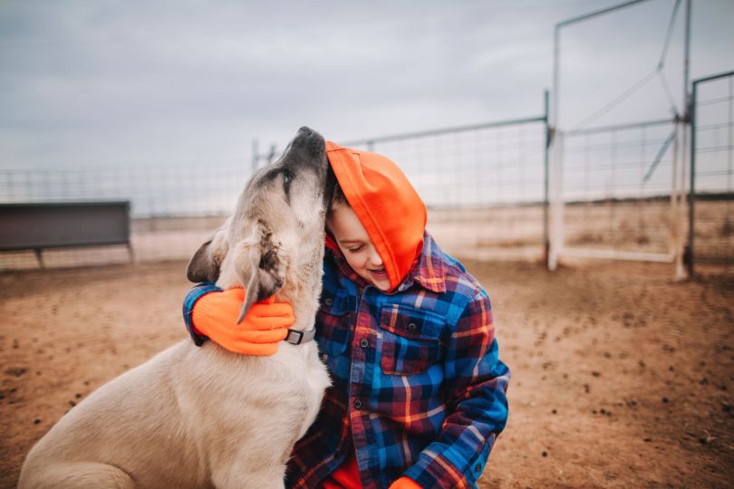 Берем собаку из приюта